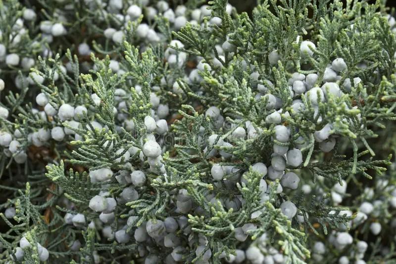 Juniperus virginiana Grey Owl