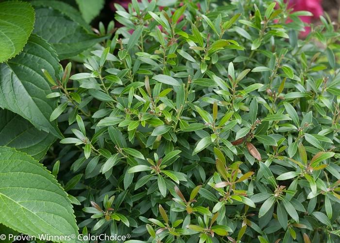 Ilex glabra Gem Box® PP27554