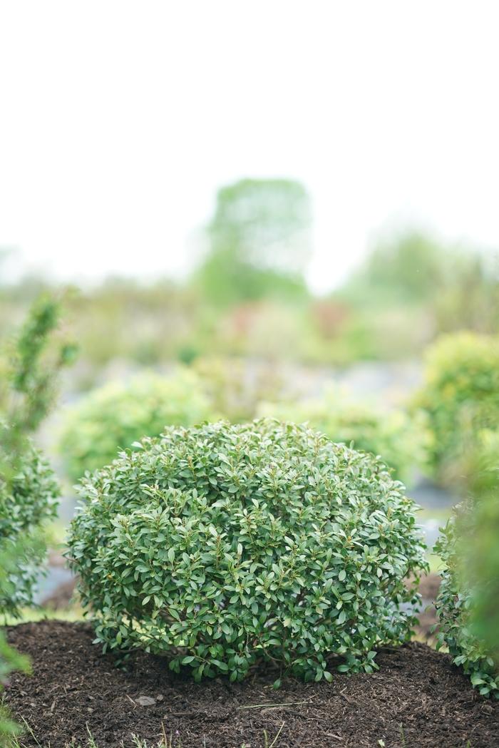 Ilex glabra Strong Box® PP30147