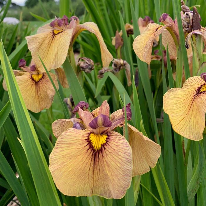 Iris pseudata Yarai