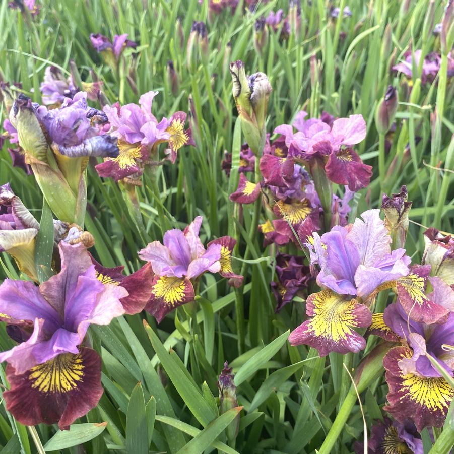 Iris sibirica Peacock Butterfly™ Miss Apple