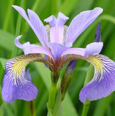 Iris versicolor Purple Flame
