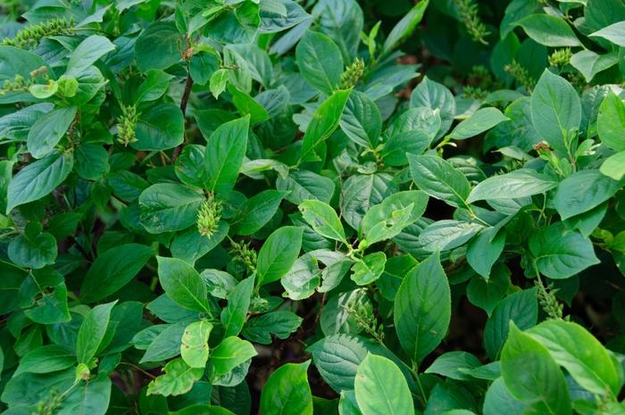 Itea virginica ('Sprich') Little Henry®