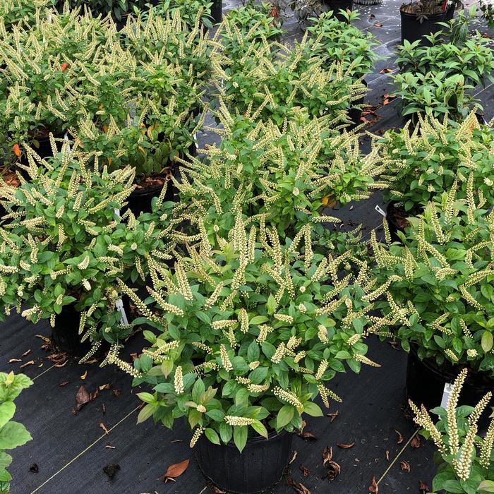 Itea virginica Fizzy Mizzy® PP33549