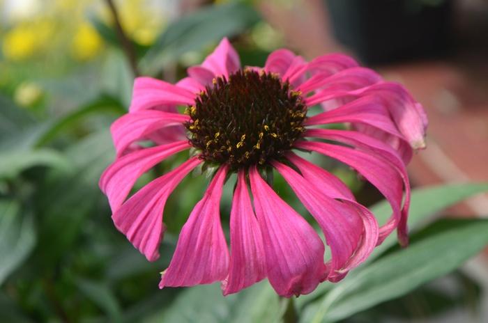 Echinacea Butterfly™ Purple Emperor PP24459