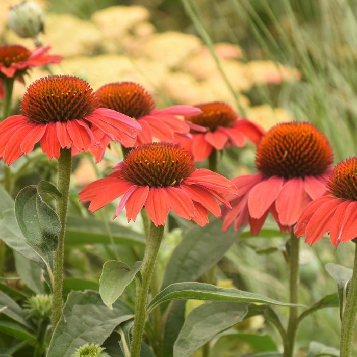 Echinacea Color Coded® Frankly Scarlet