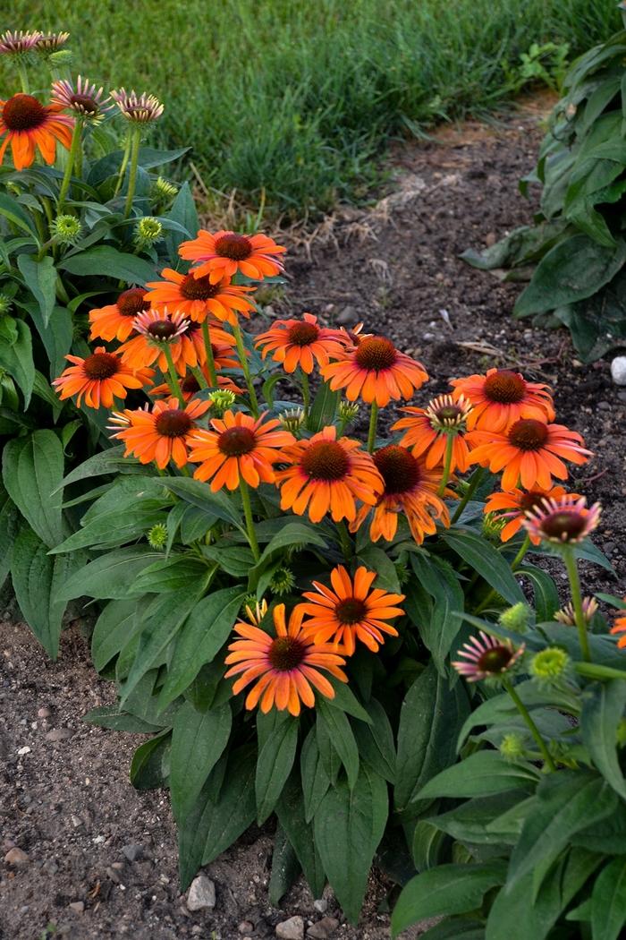 Echinacea Color Coded® Orange You Awesome
