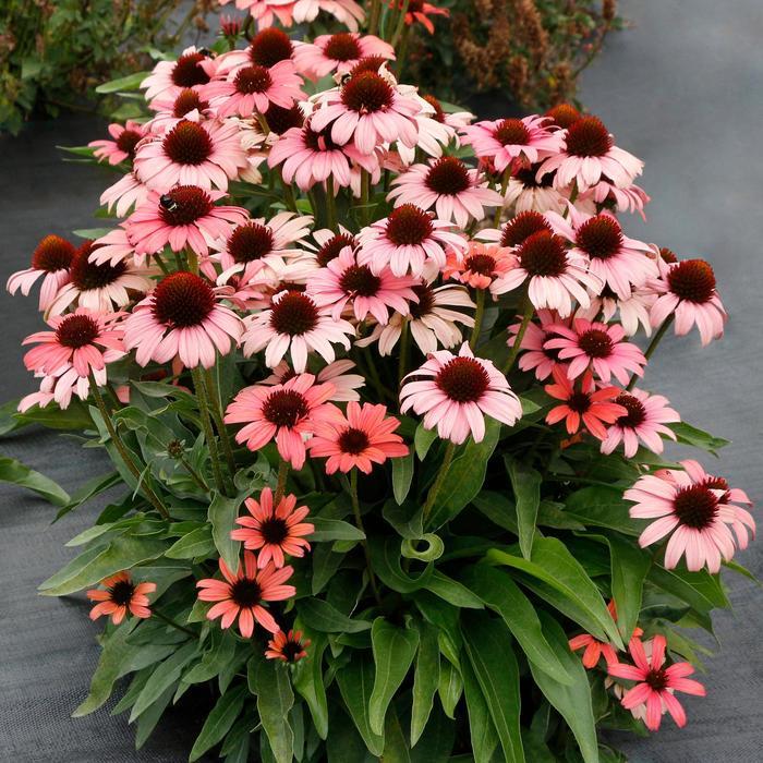 Echinacea Dark Shadows™ Mystic PPAF