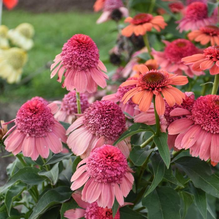 Echinacea Double Dipped® Rainbow Sherbet PP35462