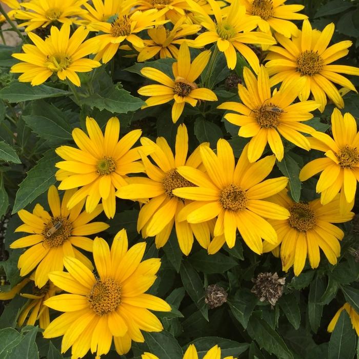 Heliopsis helianthoides Tuscan Gold™