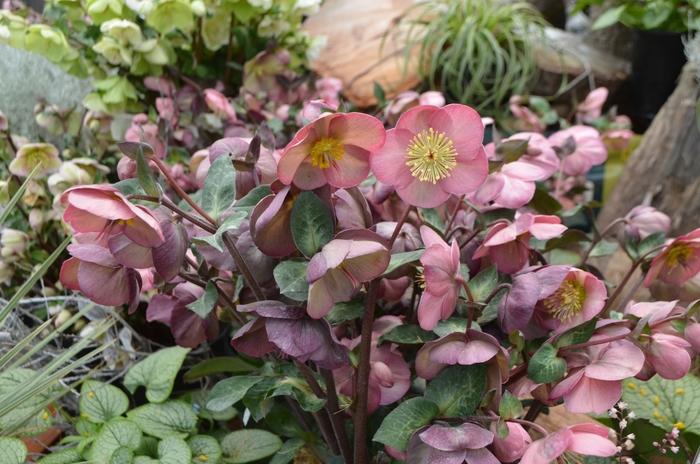 Helleborus Frostkiss® Penny's Pink