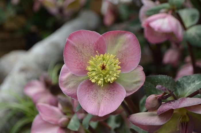 Helleborus Frostkiss® Pippa's Purple