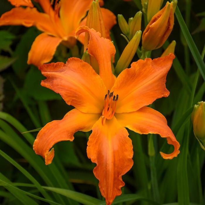 Hemerocallis Rainbow Rhythm ® Primal Scream
