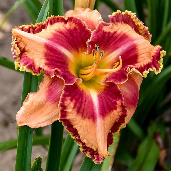 Hemerocallis Rainbow Rhythm® Lake of Fire