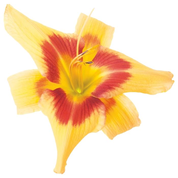Hemerocallis Rainbow Rhythm® Tiger Swirl