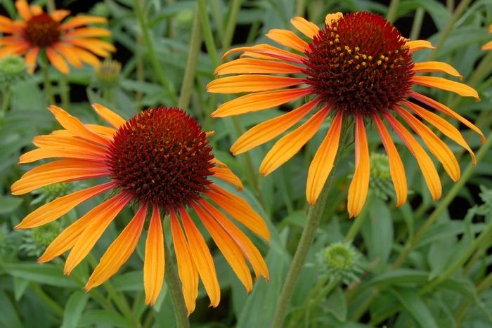 Echinacea Flame Thrower