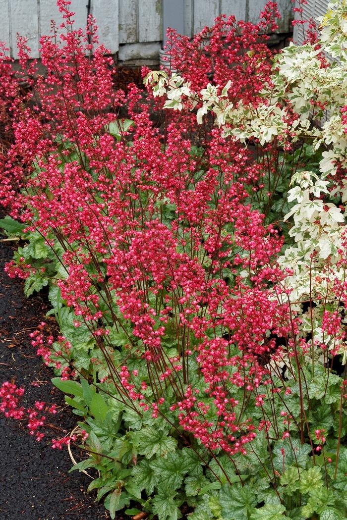 Heuchera City™ Paris PP18881