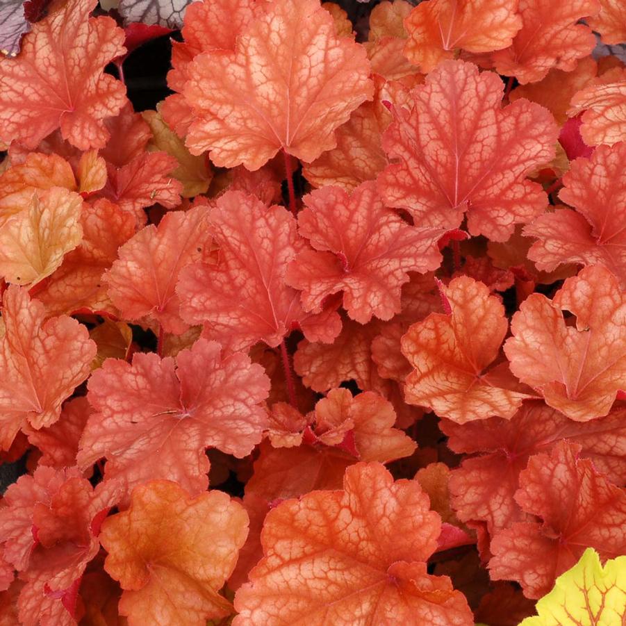 Heuchera City™ Rio PP24273