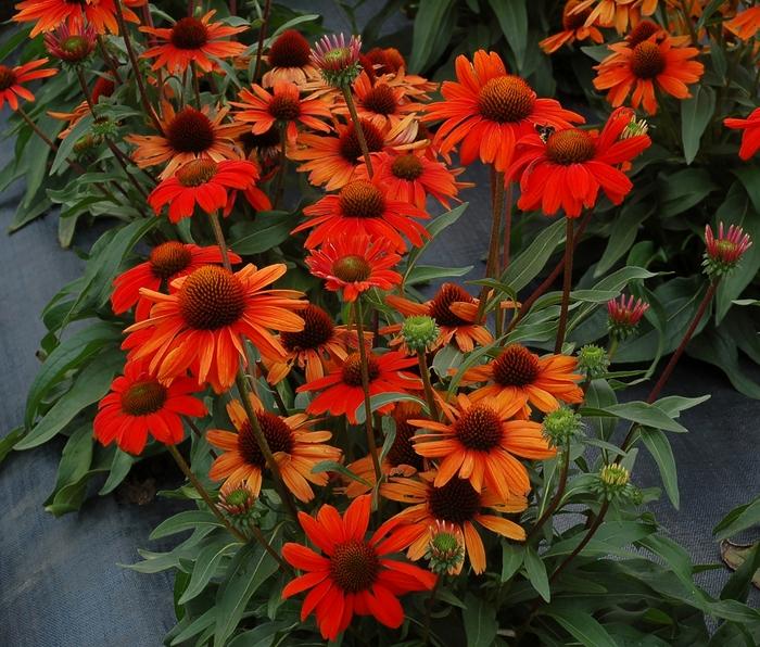 Echinacea Kismet® Intense Orange PP28769
