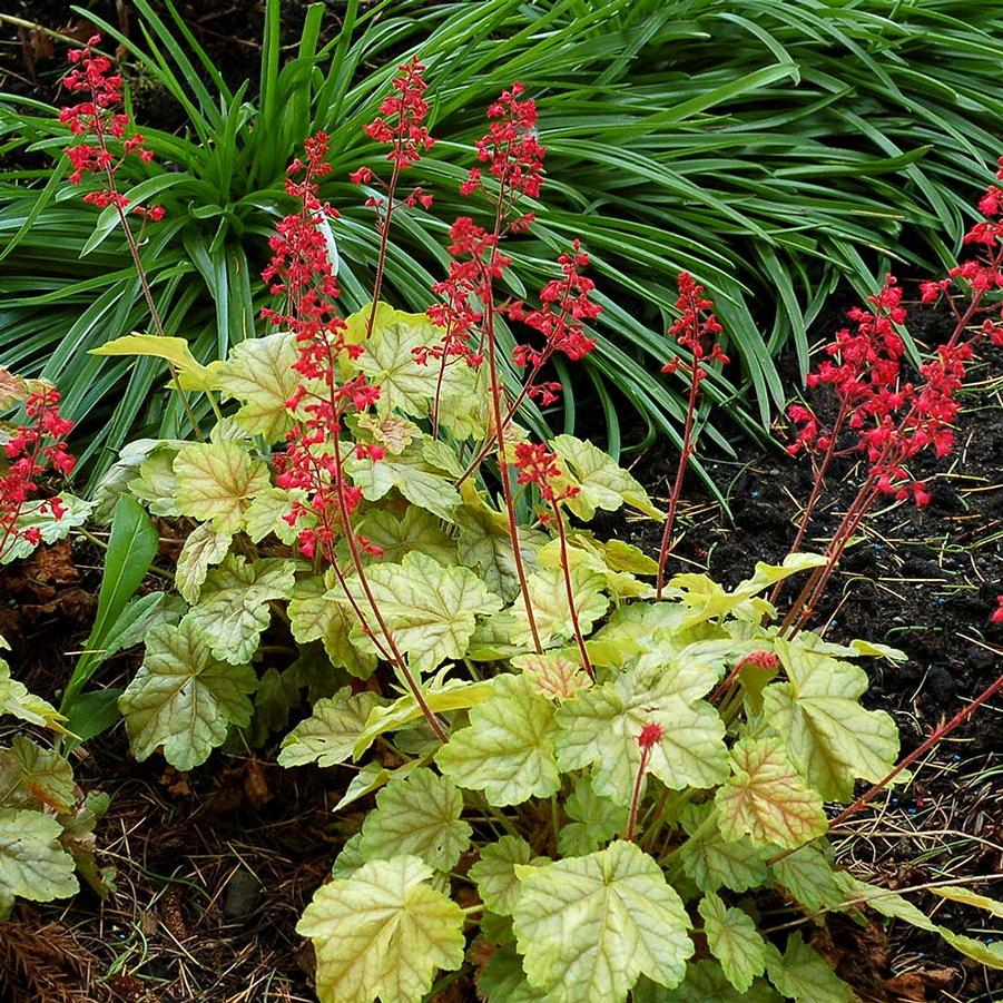 Heuchera City™ Tokyo PP27363