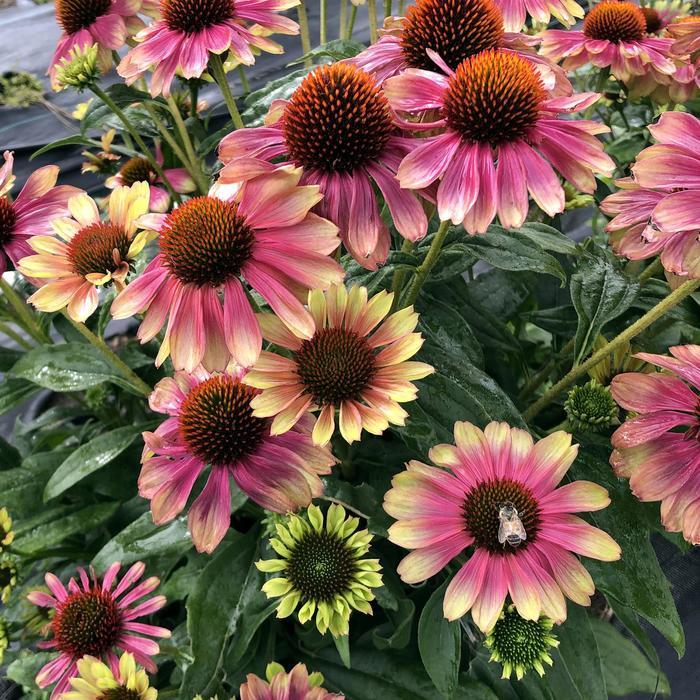 Echinacea Kismet® Pink Lemonade PPAF