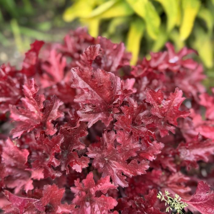 Heuchera Dolce® Cherry Truffles