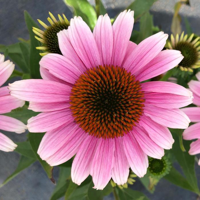 Echinacea French Tips