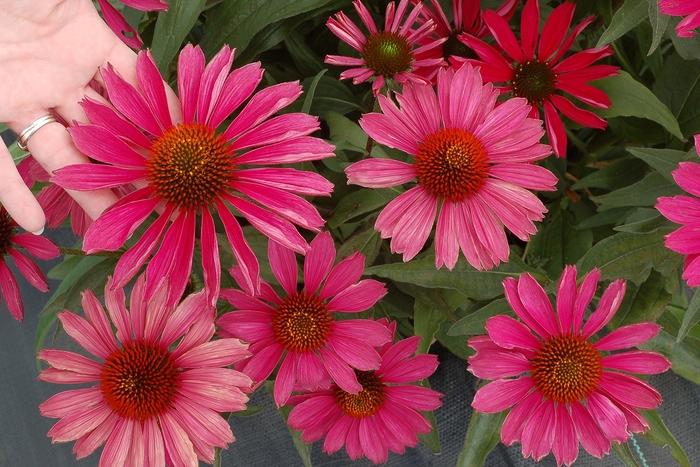 Echinacea Kismet® Raspberry PP28768