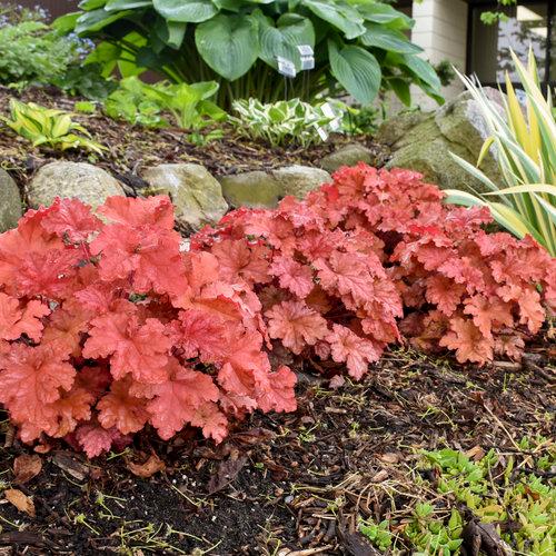Heuchera Primo® Peachberry Ice