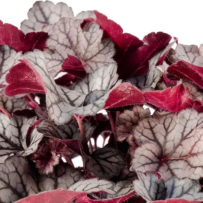 Heuchera Spice Curls™ PPAF