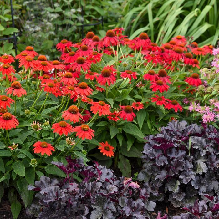 Echinacea Summersong® Firefinch™