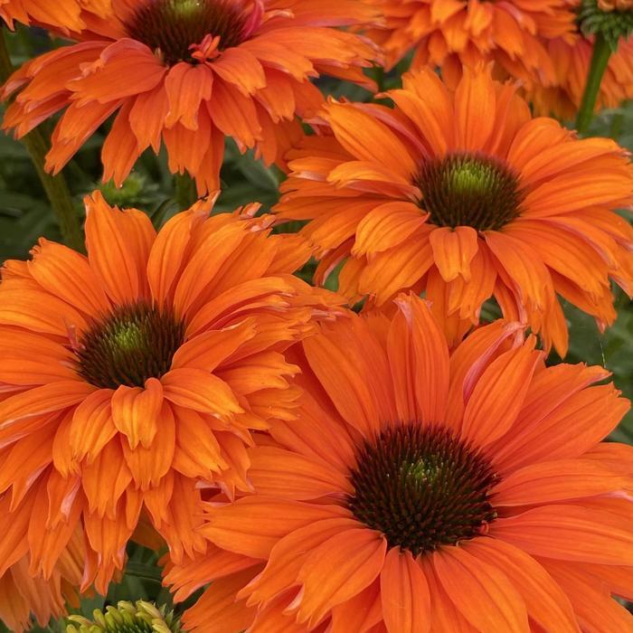 Echinacea Sunseekers® Mineola