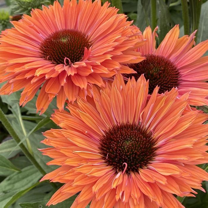 Echinacea SunSeekers® Rainbow