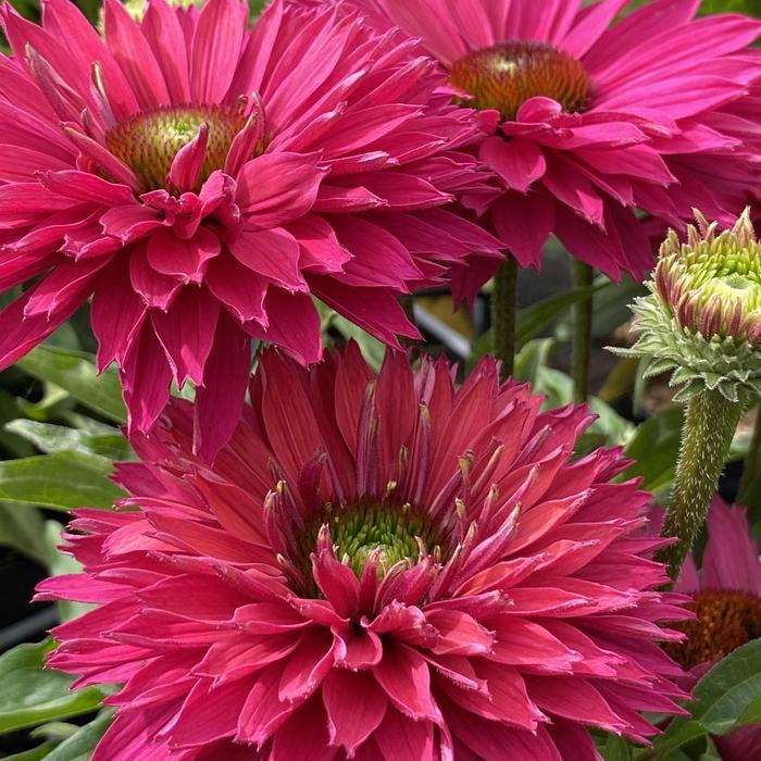 Echinacea SunSeekers® Sweet Fuchsia PP35709