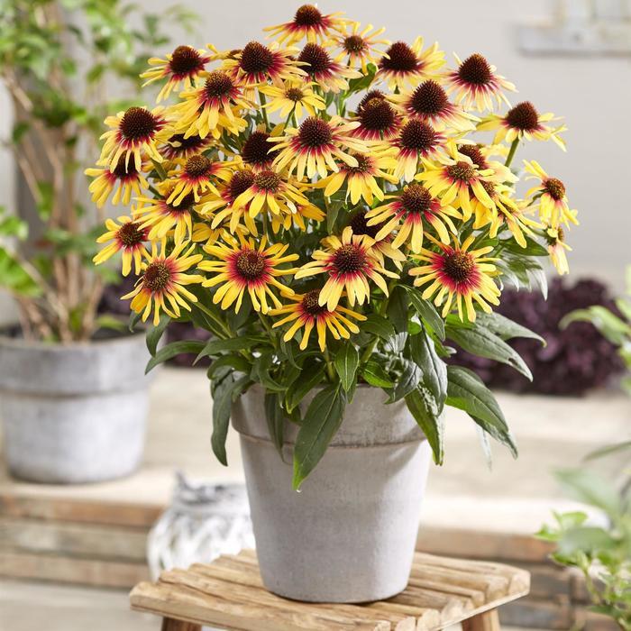 Echinacea SunSeekers® Tequila Sunrise PP34433