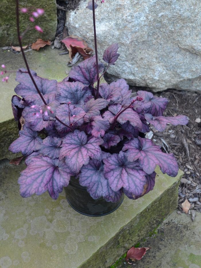 Heuchera villosa Electric Plum