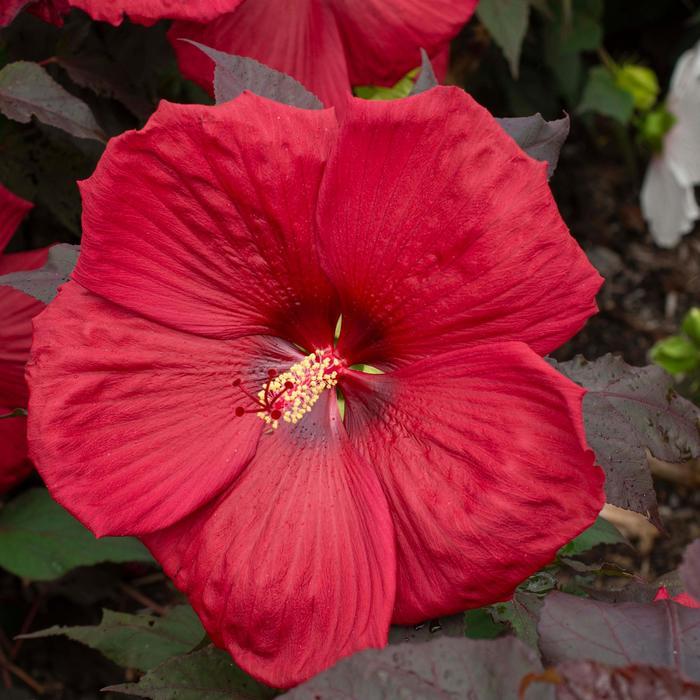 Hibiscus Head Over Heels® Desire