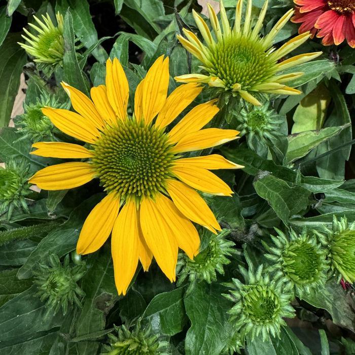 Echinacea purpurea Guatemala™ Gold