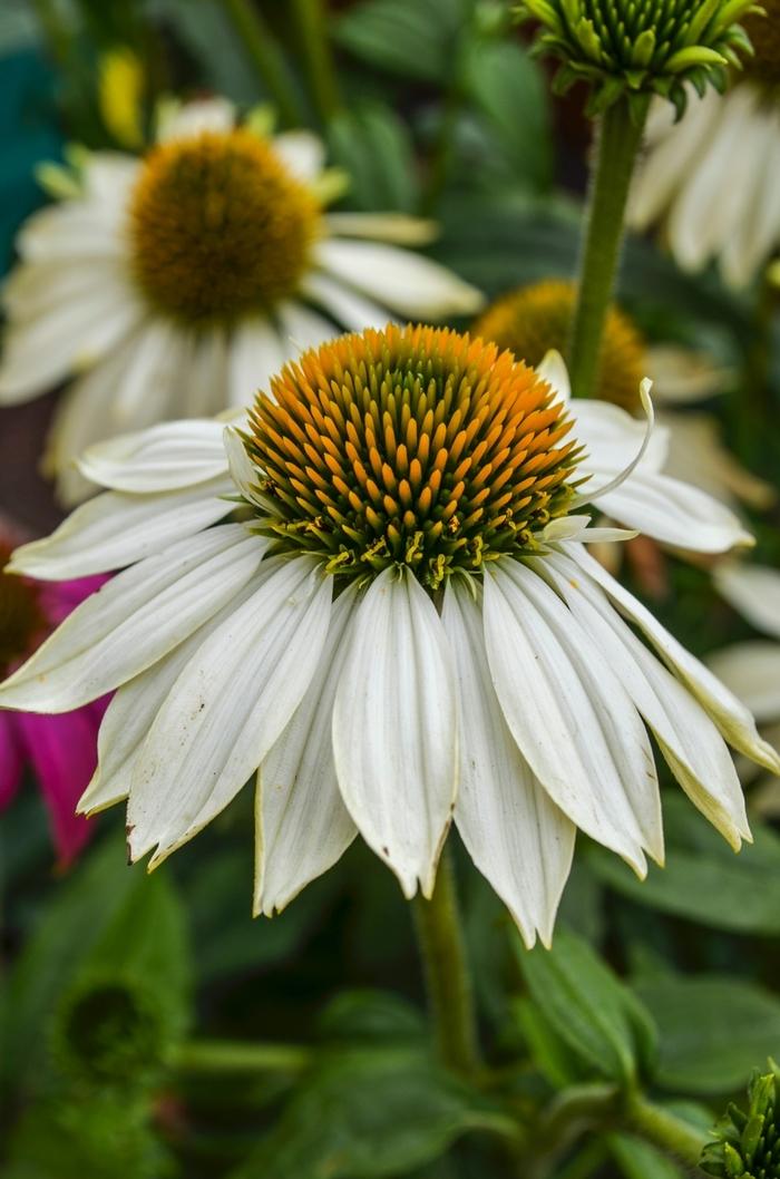 Echinacea purpurea PowWow® White