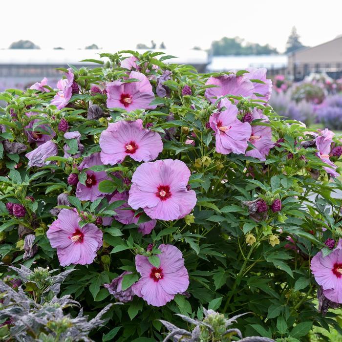 Hibiscus Summerific® Lilac Crush
