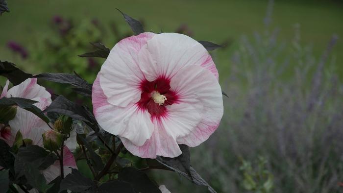 Hibiscus Summerific® Perfect Storm PP27880