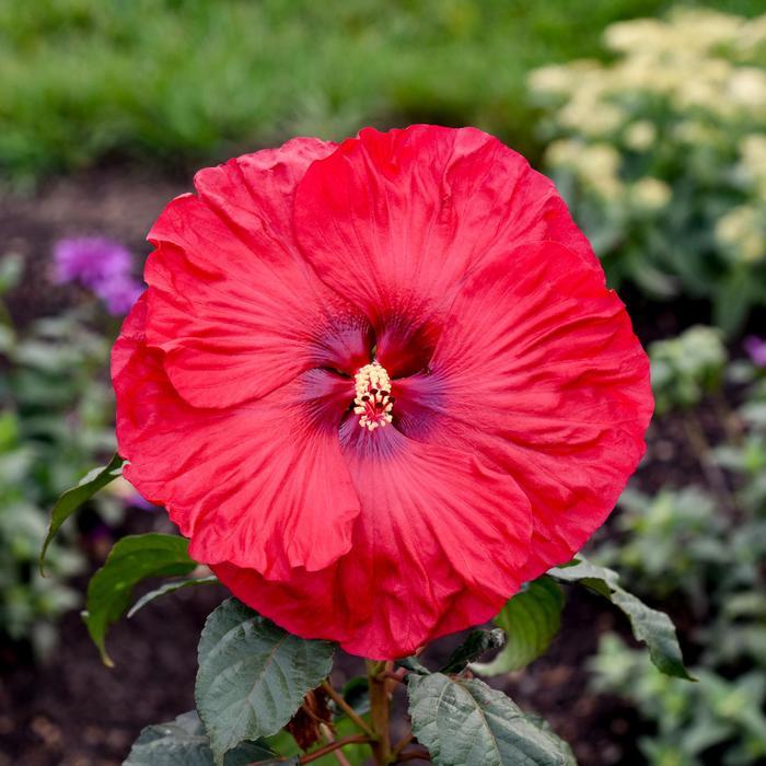 Hibiscus Summerific® Valentine's Crush