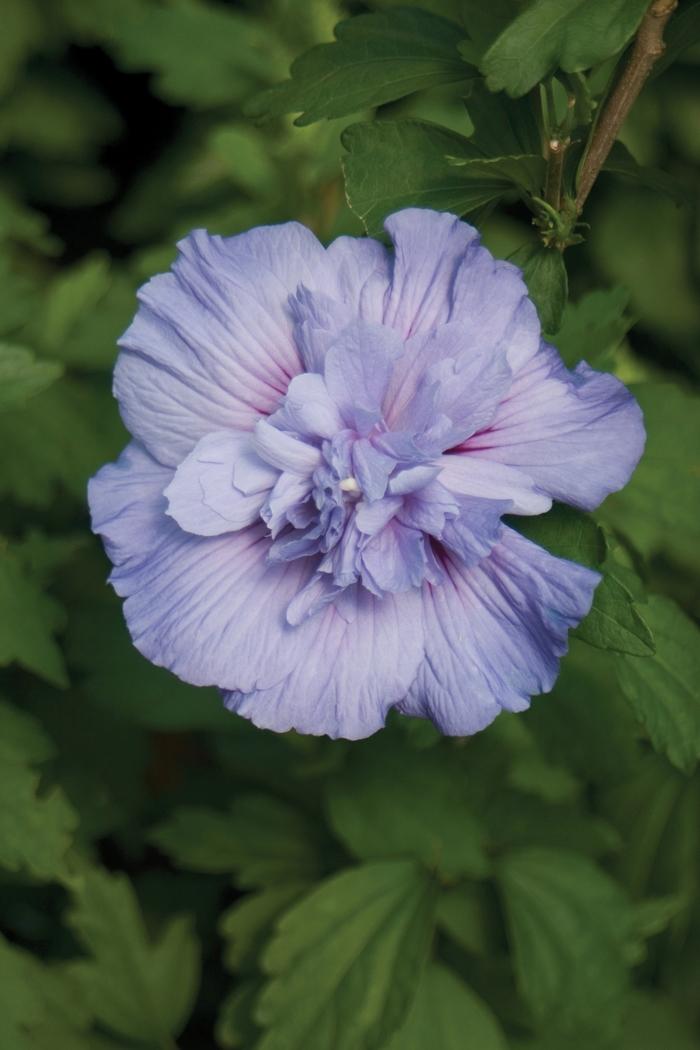 Hibiscus syriacus Blue Chiffon® PP20574