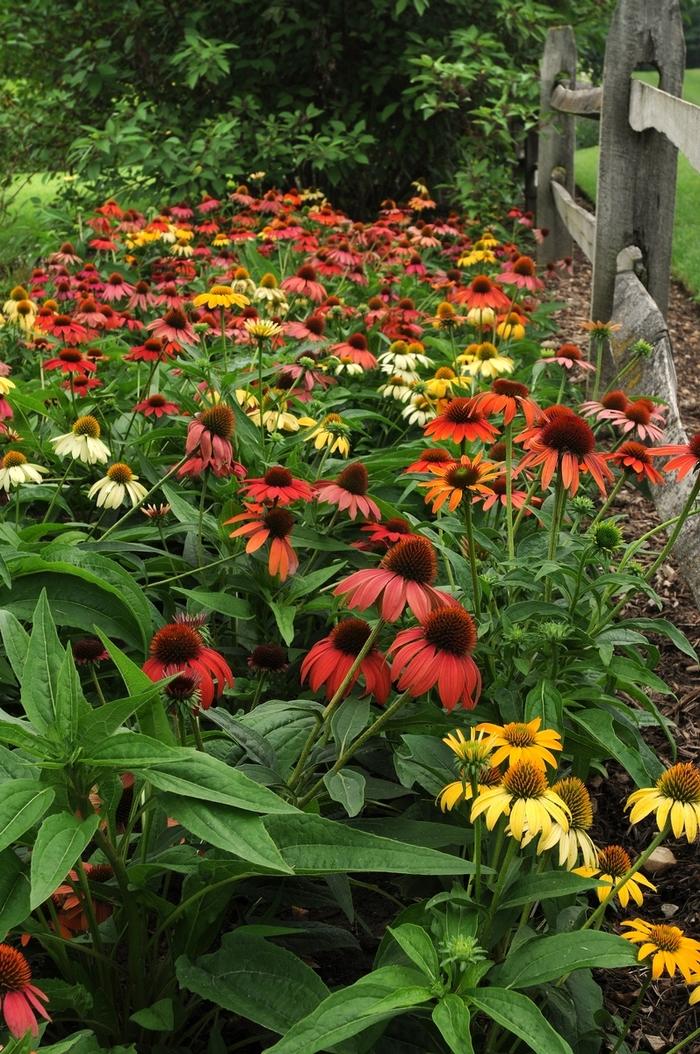 Echinacea x hybrida Cheyenne Spirit