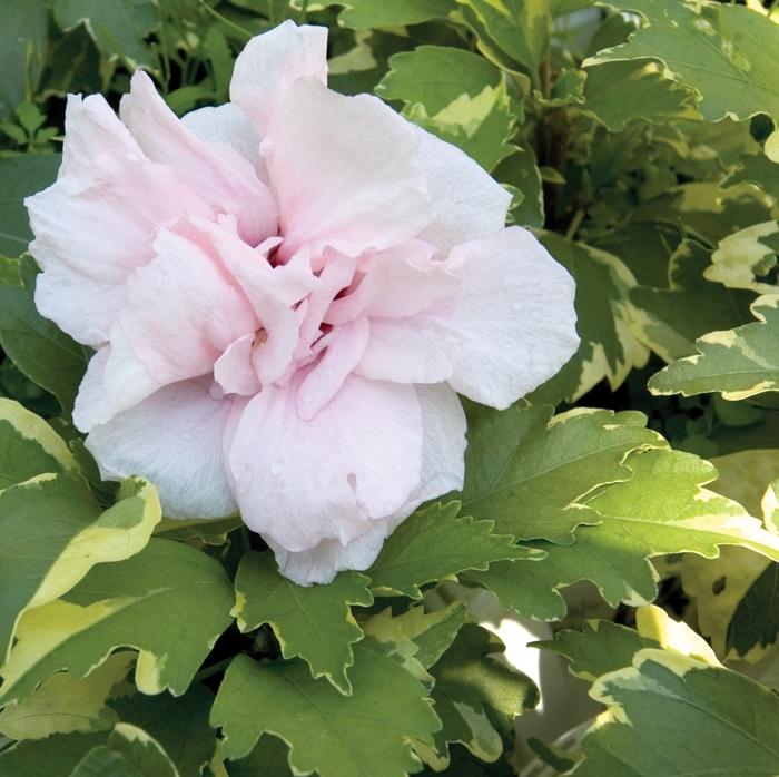 Hibiscus syriacus Sugar Tip® PP20579