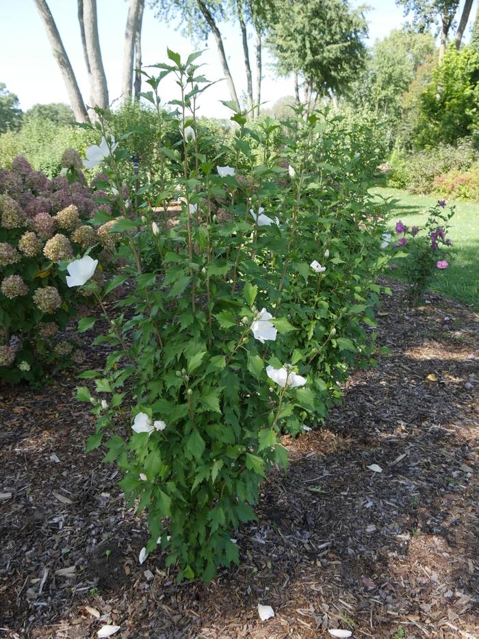 Hibiscus syriacus White Pillar® PP28892
