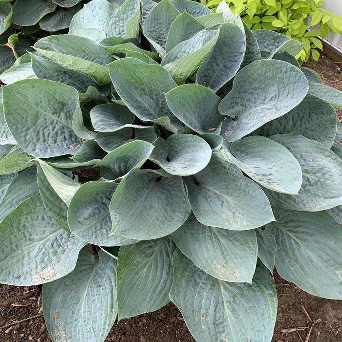 Hosta Shadowland® Above the Clouds