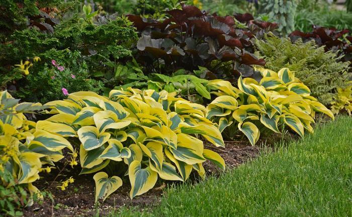 Hosta Shadowland® Autumn Frost