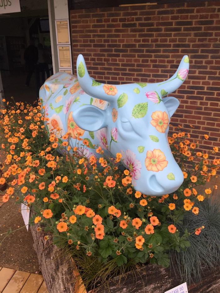 Geum Totally Tangerine