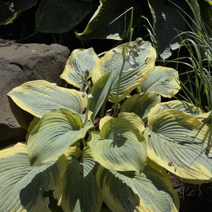 Hosta Shadowland® Chance Encounter PP36151